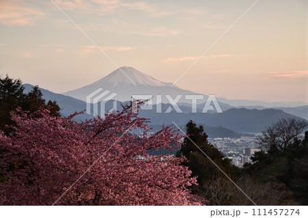 河津桜咲く、早春の絶景　＜徳願寺＞ 111457274