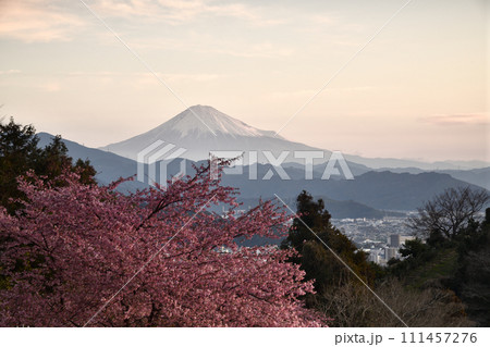 河津桜咲く、早春の絶景 <徳願寺> 河津桜咲く、早春の絶景 <徳願寺> 111457276