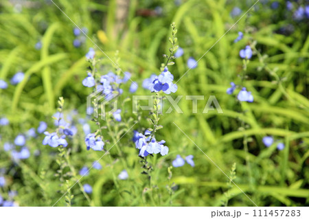 サルビアの花　アズレア 111457283