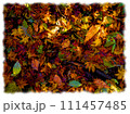 紅葉の絨毯 111457485