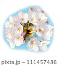 青空に映える桜のひと房 111457486