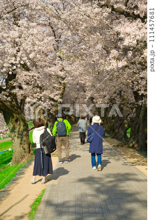 【京都府】3月・観光客で賑わう満開の桜まつり《淀川河川公園背割堤地区》 【京都府】3月・観光客で賑わう満開の桜まつり《淀川河川公園背割堤地区》 111457681