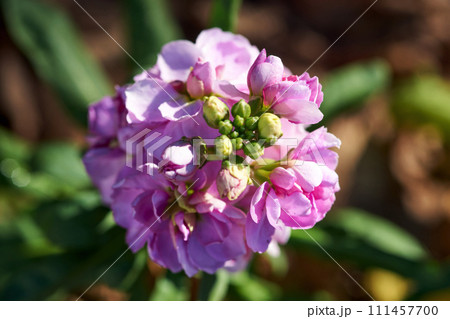 ストックの花が咲いています ストックの花が咲いています 111457700