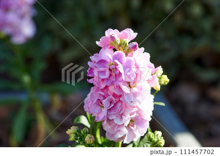 ストックの花のマクロ ストックの花のマクロ 111457702