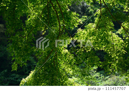 小山ダム 2023-5-21 #79 小山ダム 2023-5-21 #79 111457707