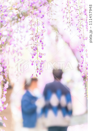 うららかな春の光芒を浴びている大藤の花と観光客【樹齢約300年余りの天然記念物「中山の大藤」】柳川市 111457948