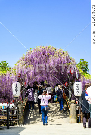 春空に映える石橋にかかる大藤の花アーチ風景【樹齢約300年余りの天然記念物「中山の大藤」】柳川市 春空に映える石橋にかかる大藤の花アーチ風景【樹齢約300年余りの天然記念物「中山の大藤」】柳川市 111458073