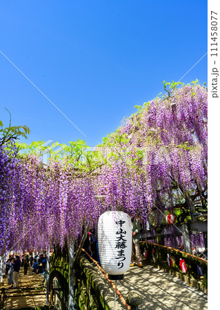 春空に映える石橋にかかる大藤の花アーチ風景【樹齢約300年余りの天然記念物「中山の大藤」】柳川市 春空に映える石橋にかかる大藤の花アーチ風景【樹齢約300年余りの天然記念物「中山の大藤」】柳川市 111458077