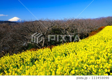 満開の菜の花を前景にそびえる雪化粧した富士山 111458090