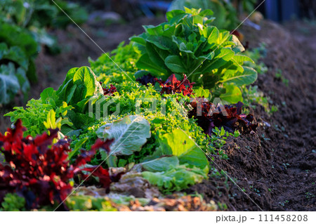 畑に植えられた野菜 畑に植えられた野菜 111458208