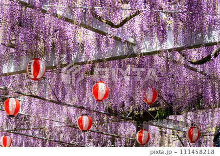 春光芒に映える提灯と見事な大藤の花【樹齢約300年余りの天然記念物「中山の大藤」】柳川市 111458218