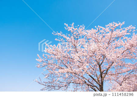 満開の桜と青空 111458296