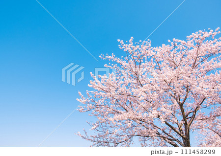 満開の桜と青空 111458299