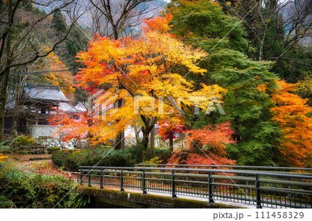 岐阜で出会えた素敵な秋景色 111458329