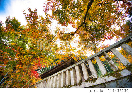 岐阜　長彦神社の紅葉 111458350