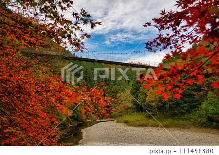 紅葉の名所　岐阜　多良峡森林公園の吊り橋 111458380