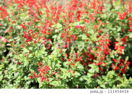 サルビアの花　コッキネア　ベニバナサルビア 111458438