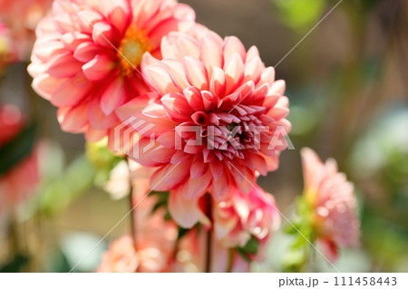 ダリアの花 111458443