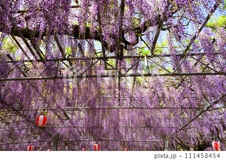 春光芒に映える見事な大藤の花と花祭り風景【樹齢約300年余りの天然記念物「中山の大藤」】柳川市 111458454