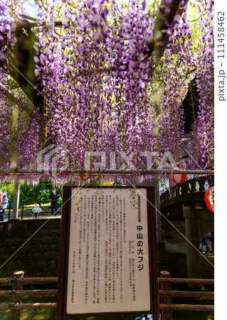 春光芒に映える見事な大藤の花と花祭り風景【樹齢約300年余りの天然記念物「中山の大藤」】柳川市 春光芒に映える見事な大藤の花と花祭り風景【樹齢約300年余りの天然記念物「中山の大藤」】柳川市 111458462