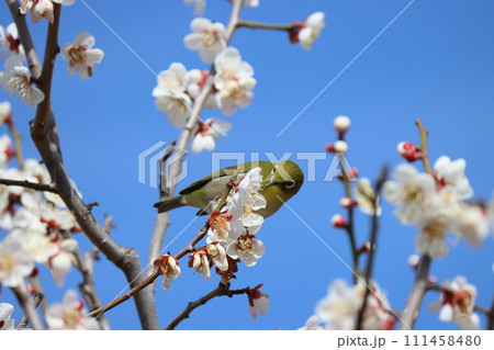 満開の梅林はメジロにとって最高の生活圏ー拾 111458480