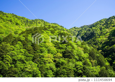 《新緑イメージ》新緑と青空の爽やかな風景 《新緑イメージ》新緑と青空の爽やかな風景 111458694