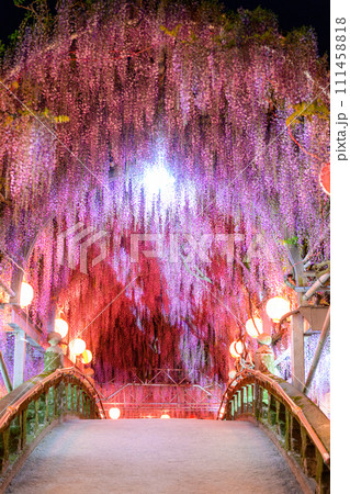 美しい春夜のアーチ橋に映える大藤の花ライトアップ風景【樹齢約300年余りの「中山大藤」】【柳川市】 111458818