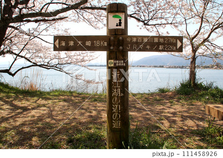 琵琶湖の湖北海津大崎 111458926