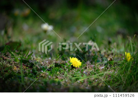 たんぽぽ 111459526