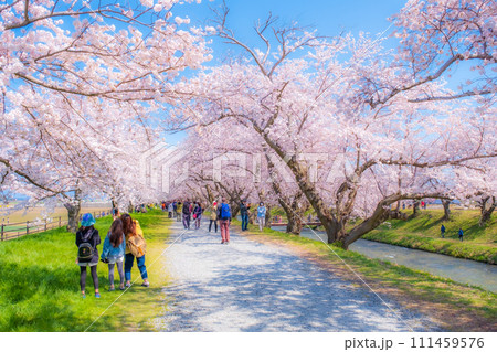 あさひ舟川の桜並木(ソフトフォーカス) あさひ舟川の桜並木(ソフトフォーカス) 111459576