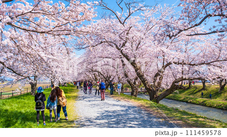 あさひ舟川の桜並木 111459578