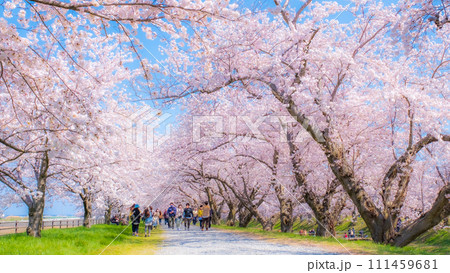 あさひ舟川の桜並木（ソフトフォーカス） 111459681