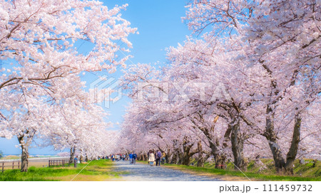 あさひ舟川の桜並木（ソフトフォーカス） 111459732