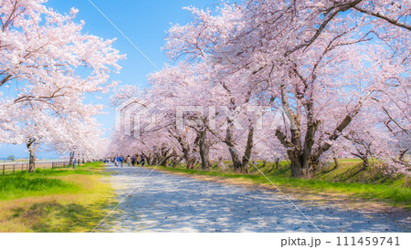 あさひ舟川の桜並木(ソフトフォーカス) あさひ舟川の桜並木(ソフトフォーカス) 111459741