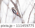 枝にとまるアカゲラ 111459775