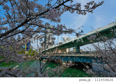 【大阪府】3月・満開の桜と大阪の街並み 111459828