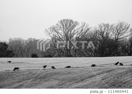 芝生広場のカラス科ハシボソガラスの群れ 芝生広場のカラス科ハシボソガラスの群れ 111460441