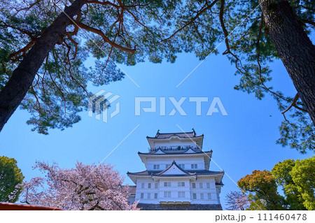 桜咲く神奈川県小田原市の小田原城を本丸広場から松越しに見る 111460478
