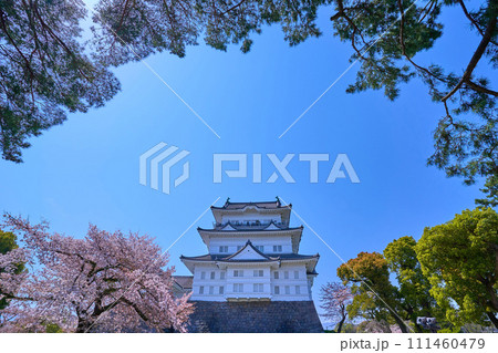 桜咲く神奈川県小田原市の小田原城を本丸広場から松越しに見る 桜咲く神奈川県小田原市の小田原城を本丸広場から松越しに見る 111460479