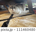 隠れるラグドール 111460480
