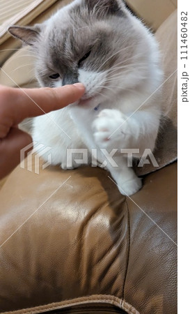 美しい猫ラグドール 美しい猫ラグドール 111460482