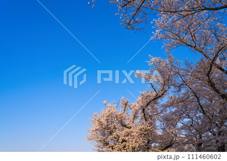 【京都府】3月・青空と満開の桜《淀川河川公園背割堤地区》 【京都府】3月・青空と満開の桜《淀川河川公園背割堤地区》 111460602