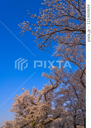 【京都府】3月・青空と満開の桜《淀川河川公園背割堤地区》 111460604