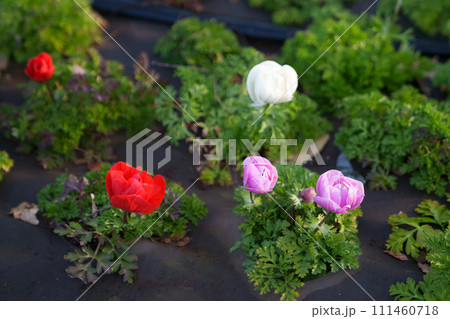 アネモネの花 111460718