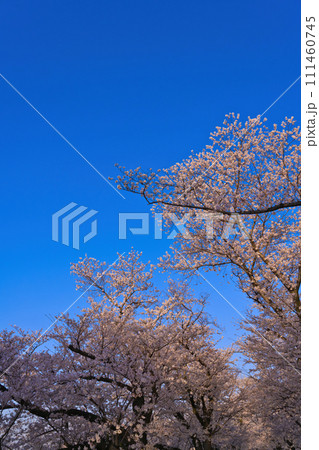 【京都府】3月・青空と満開の桜《淀川河川公園背割堤地区》 111460745