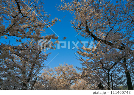 【京都府】3月・青空と満開の桜《淀川河川公園背割堤地区》 【京都府】3月・青空と満開の桜《淀川河川公園背割堤地区》 111460748
