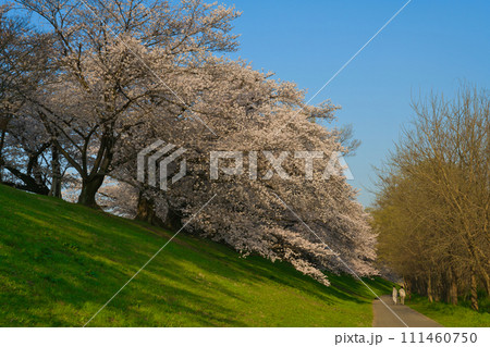 【京都府】3月・青空と満開の桜《淀川河川公園背割堤地区》 【京都府】3月・青空と満開の桜《淀川河川公園背割堤地区》 111460750