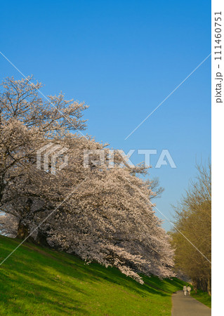 【京都府】3月・青空と満開の桜《淀川河川公園背割堤地区》 111460751