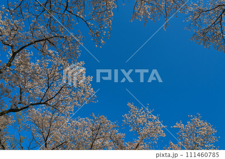 【京都府】3月・青空の休日に家族でお花見へ《淀川河川公園背割堤地区》 【京都府】3月・青空の休日に家族でお花見へ《淀川河川公園背割堤地区》 111460785