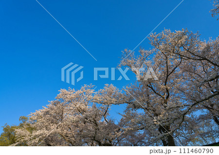 【京都府】3月・青空の休日に家族でお花見へ《淀川河川公園背割堤地区》 111460790